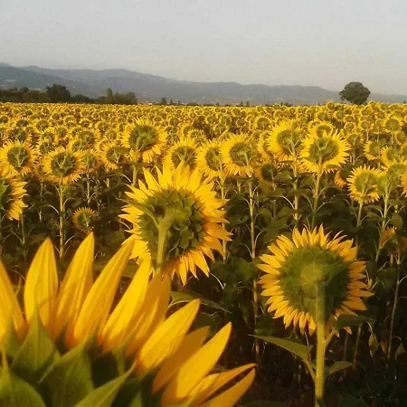Appartamenti Con Cucina Nelle Colline Toscane